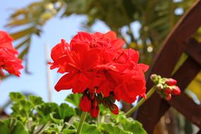 Flowers Nature Spring