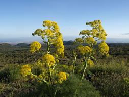 Nature Etna Sicily