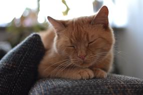 red cat lies on the back of the sofa