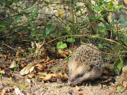charming Hedgehog