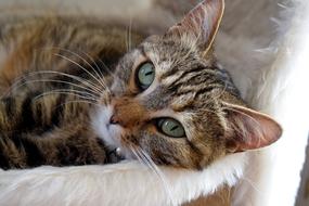 sweet domestic cat with green eyes