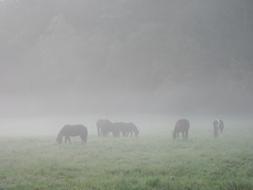 Fog Horses Pasture