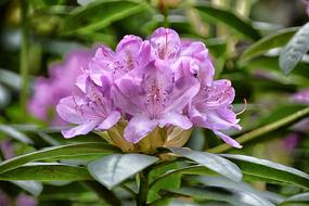 purple Flowers Rhododendron Flora