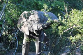 baby elephant eating tree leaves in Africa