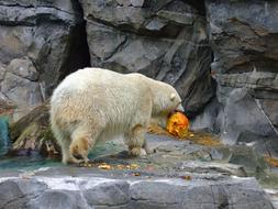 polar bear with pumpkin in the zoo