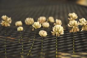 Clover White Plant