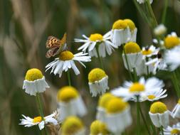 Butterfly Marguerite amazing