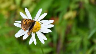 Butterfly and Marguerite