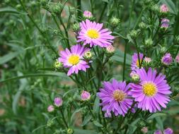 Flower Purple Daisy Wild
