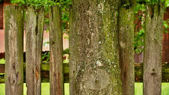 trees with green moss at the fence