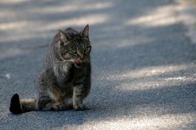 incredible Cat Tiger Mieze
