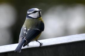 delightful Tit Blue small