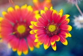 Daisy Macro Flower