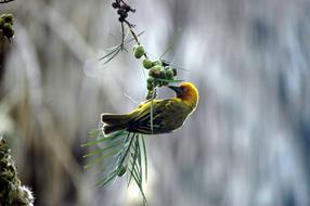 Finch Bird Feeding