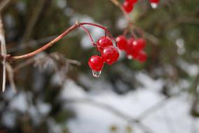 A Drop Of Fruit Closeup