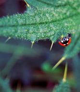 gorgeous Ladybug