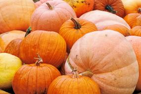 large delicious pumpkins