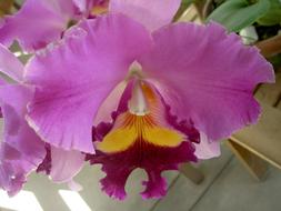 Flower Orchid Pretty
