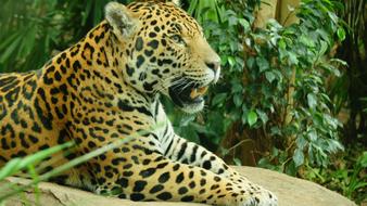 Jaguar Big Cat