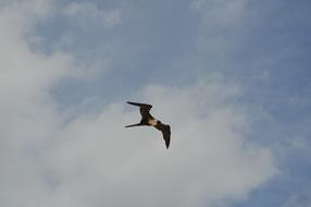 Beautiful and colorful, flying bird, at the blue sky with white clouds