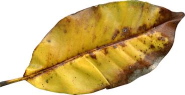 dry yellow leaf