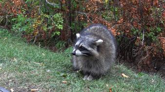 Raccoon Wild Animals