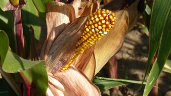 Nature Corn On The Cob