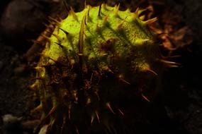 Chestnut Autumn Spikes