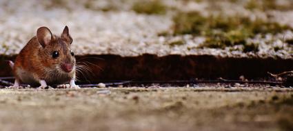 Cute, beautiful and colorful mouse on the ground with plants