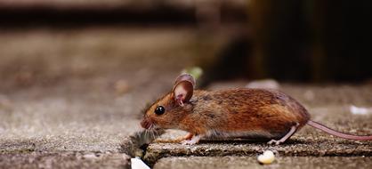 amazing Mouse Rodent Cute