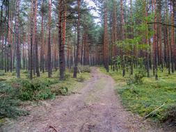 The Path Forest Coniferous