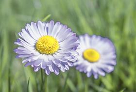 Flower Nature Plant Of