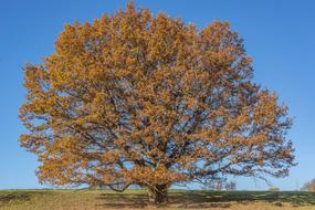 Tree Oak Outdoor
