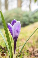 Flower Nature Plant Of