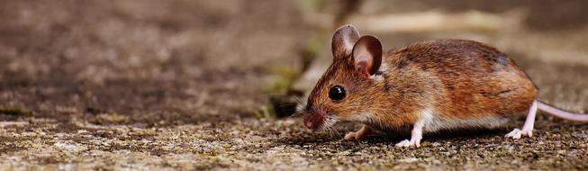 brown forest mouse looking for food