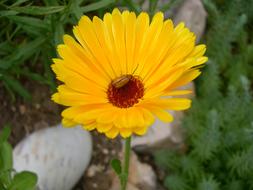 Calendula Plant Insect Browser