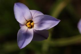Flower Purple Spring