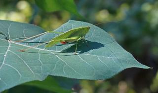 female Grasshopper On leaf of Cotton plant close-up on a blurred background