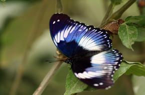 incredible Butterfly Macro Close Up