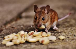 Mouse with seed in mouth