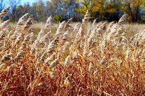 Grass Wheat Nature