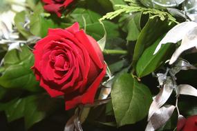 Flower Rose Red