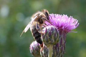 Close-up of the bee, on the beautiful, purple thistle flower with the buds, at blurred background