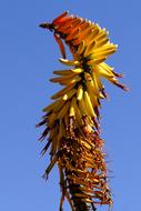 Bluehtenstand Aloe Botswana