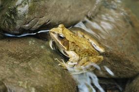 The Frog Water River