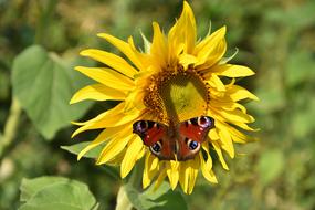 Peacock Butterfly