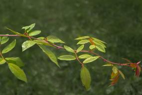 Leaves Green Plant