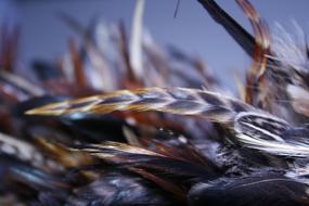 bird plumage close-up