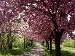 Cherry Blossom Berlin Bloom