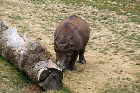 Zoo rhino Animals